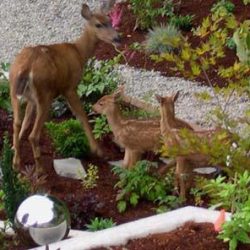 Even the deer like it!