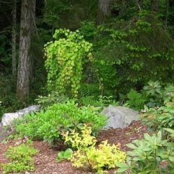 Weeping Katsura Tree adds vertical focal point and color contrast.