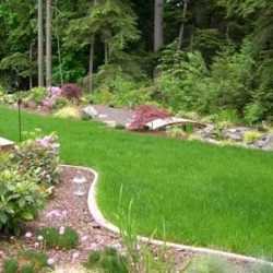 Border around the lawn blends new plantings in to forest, while the lawn is perfect for volley ball and croquet.