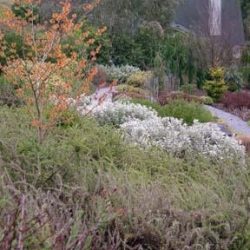 Witch hazel stands out against heaths and heathers in winter clothes.
