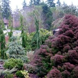 Cryptomeria’s winter plum colors stand out against the Alaskan Weeping Cedars.