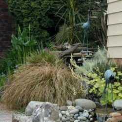 Cascade at the end of the pond is mimicked by the cascade of carex.