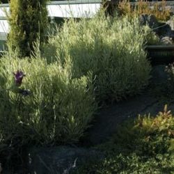 Path to deck bordered by Lavender ‘Goldberg ‘ and Golden Cypress.