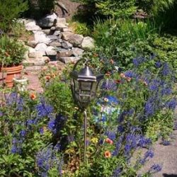 Blue flowering veronica and campanula in front of waterfall.