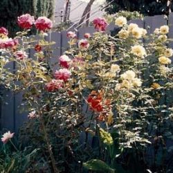 Flowers all summer long – roses, jasmine, peonies , oh my!