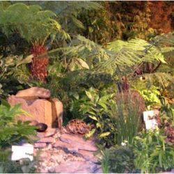 Dense tropical garden with various green plants, ferns, rocks, and small sign markers amid lush foliage.